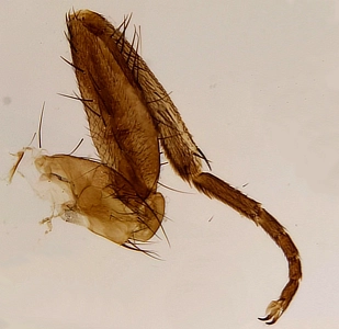 Housefly Leg